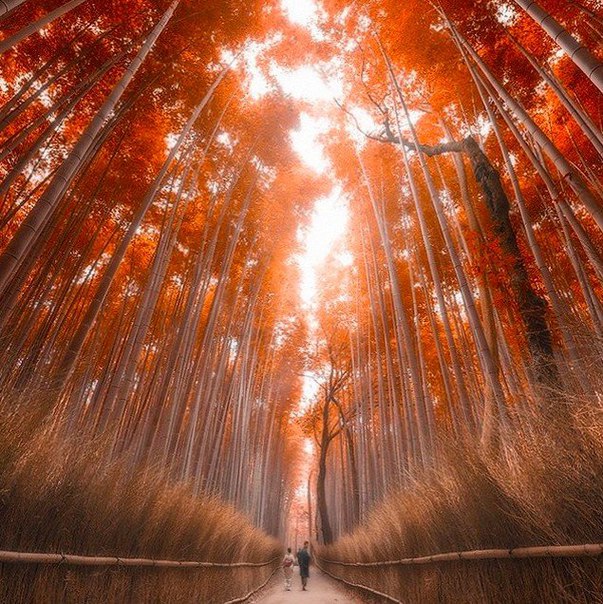 Бамбуковый лес в Киото, Япония